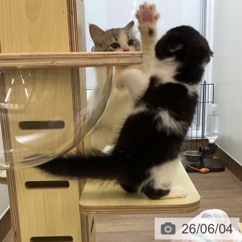 スコティッシュフォールドの写真