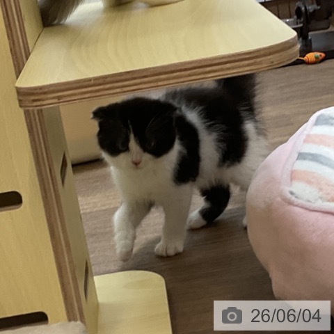 スコティッシュフォールドの写真