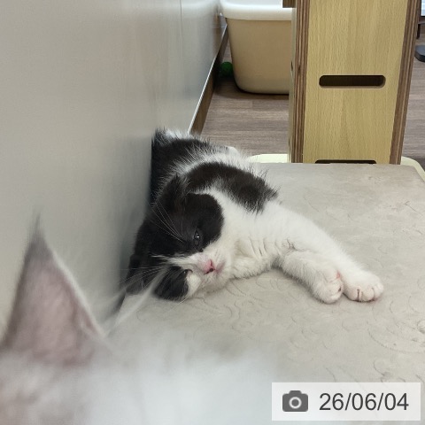 スコティッシュフォールドの写真