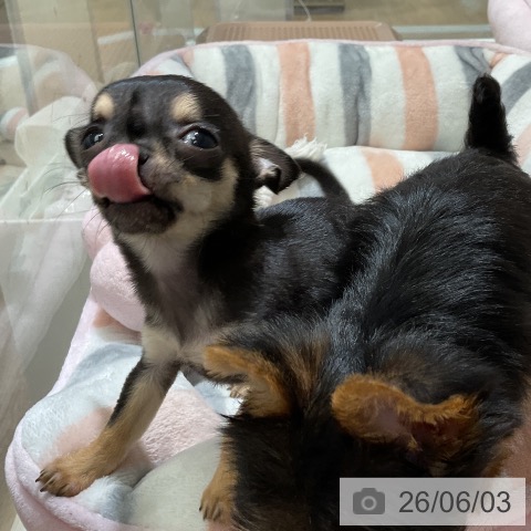 チワワの写真
