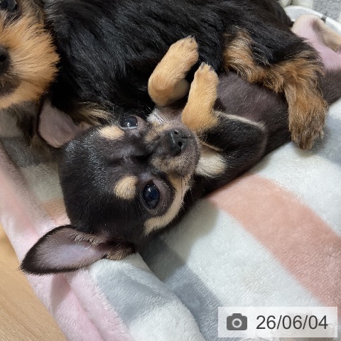 チワワの写真