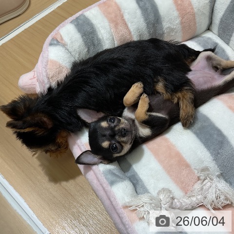 チワワの写真