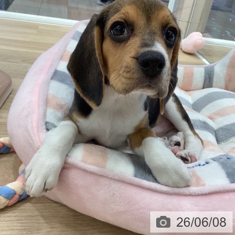 三重県のビーグル (ペッツワン 桑名店/2026年4月5日生まれ/女の子/ハウンドカラー)の子犬の4枚目の画像