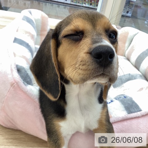 三重県のビーグル (ペッツワン 桑名店/2026年4月5日生まれ/女の子/ハウンドカラー)の子犬の3枚目の画像