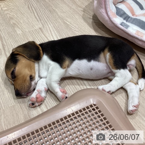 ビーグルの写真