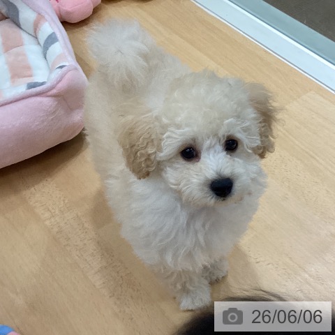 石川県のトイプードル(トイ) (ペットプラス 新小松店/2026年3月29日生まれ/男の子/クリーム)の子犬の3枚目の画像