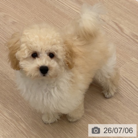 福井県のトイプードル(トイ) (ペットプラス 福井店/2026年3月29日生まれ/男の子/クリーム)の子犬の4枚目の画像