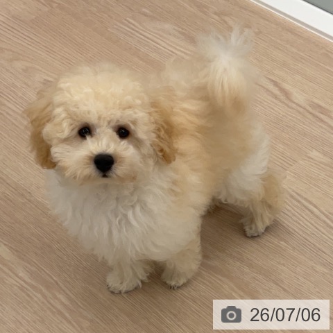 福井県のトイプードル(トイ) (ペットプラス 福井店/2026年3月29日生まれ/男の子/クリーム)の子犬の3枚目の画像
