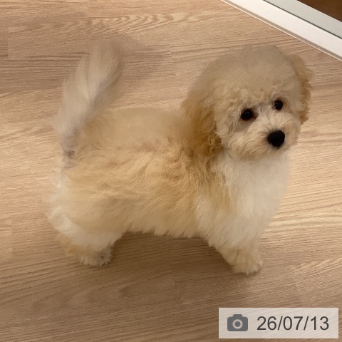 福井県のトイプードル(トイ) (ペットプラス 福井店/2026年3月29日生まれ/男の子/クリーム)の子犬の4枚目の画像