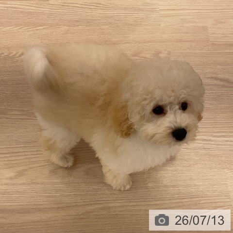 福井県のトイプードル(トイ) (ペットプラス 福井店/2026年3月29日生まれ/男の子/クリーム)の子犬の3枚目の画像
