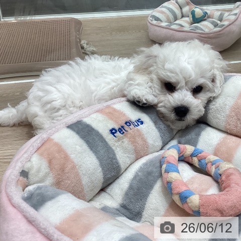 石川県のビションフリーゼ (ペットプラス 白山店/2026年4月5日生まれ/男の子/ホワイト)の子犬の4枚目の画像