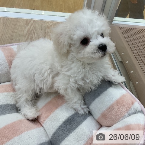 愛知県のビションフリーゼ (ペットプラス ナゴヤドーム前店/2026年4月5日生まれ/男の子/ホワイト)の子犬の3枚目の画像