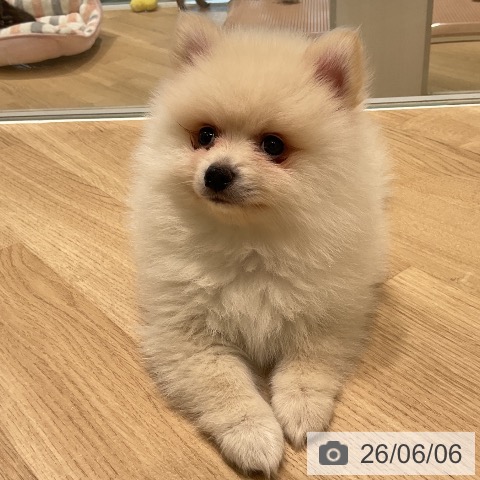 ポメラニアンの写真