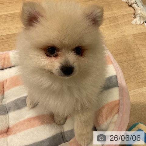 ポメラニアンの写真