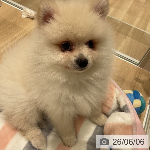 ポメラニアンの写真