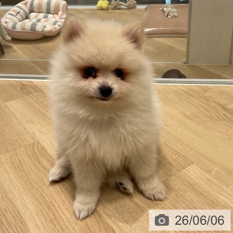 ポメラニアンの写真