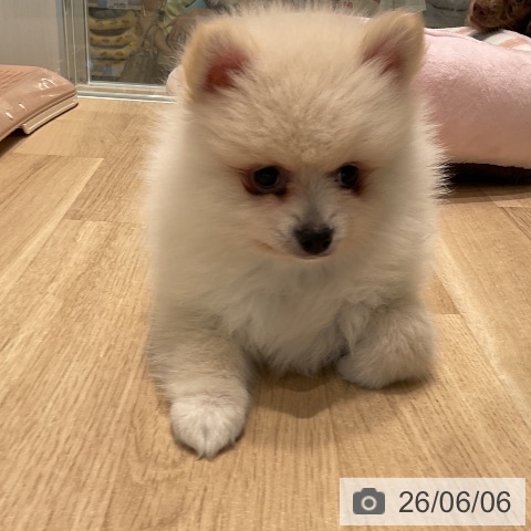 ポメラニアンの写真