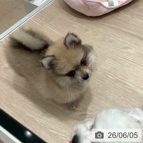 ポメラニアンの写真