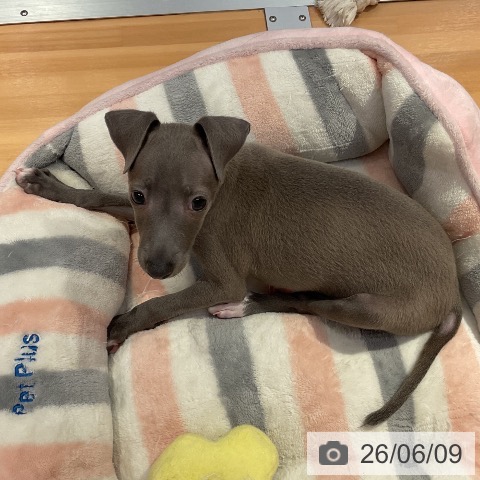 愛知県のイタリアングレーハウンド (ペットプラス 名古屋茶屋店/2026年4月5日生まれ/男の子/ブルーフォーンホワイトマーキングス)の子犬の4枚目の画像