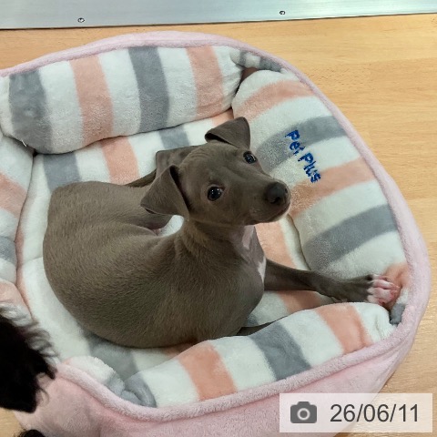 愛知県のイタリアングレーハウンド (ペットプラス 名古屋茶屋店/2026年4月5日生まれ/男の子/ブルーフォーンホワイトマーキングス)の子犬の3枚目の画像