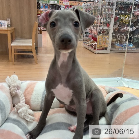 愛知県のイタリアングレーハウンド (ペットプラス 名古屋茶屋店/2026年4月5日生まれ/男の子/ブルーフォーンホワイトマーキングス)の子犬の4枚目の画像