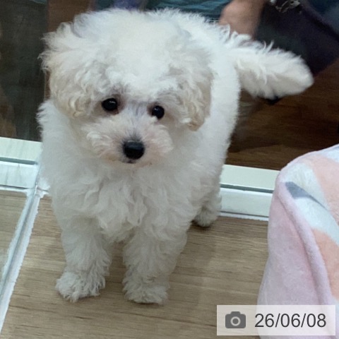 岐阜県のトイプードル(トイ) (ペットプラス 各務原店/2026年4月2日生まれ/男の子/ホワイト)の子犬の4枚目の画像
