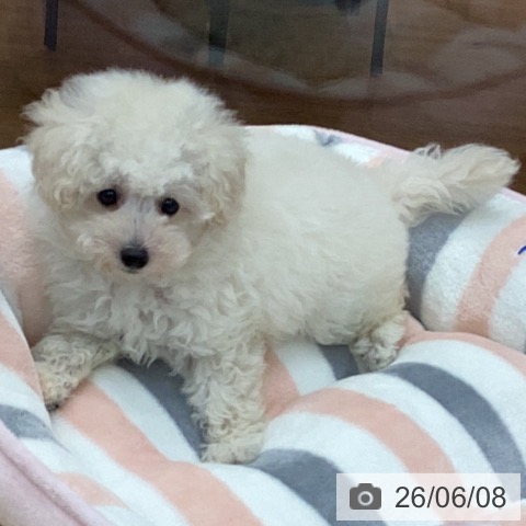 岐阜県のトイプードル(トイ) (ペットプラス 各務原店/2026年4月2日生まれ/男の子/ホワイト)の子犬の3枚目の画像