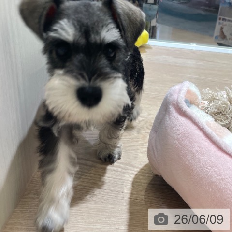 富山県のミニチュアシュナウザー (ペットプラス 高岡店/2026年4月5日生まれ/男の子/ソルトペッパー)の子犬の4枚目の画像