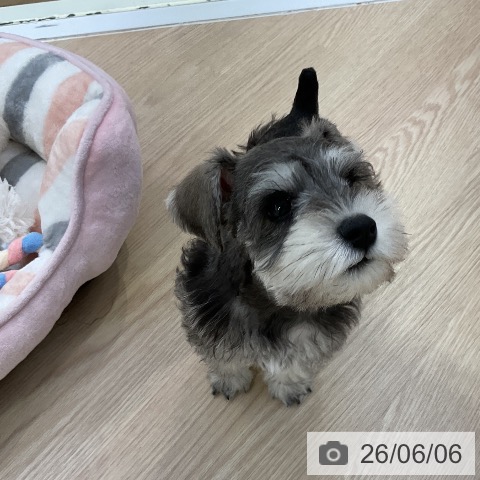 ミニチュア・シュナウザーの写真