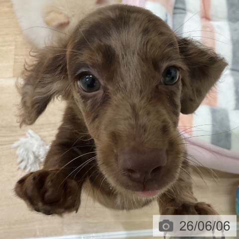 ミニチュア・ダックスフンドの写真