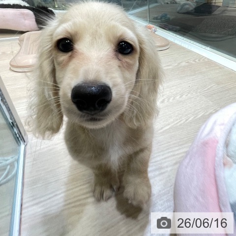 富山県のミニチュアダックスフンド(ロング) (ペットプラス 高岡店/2026年4月6日生まれ/男の子/イエロー)の子犬の3枚目の画像