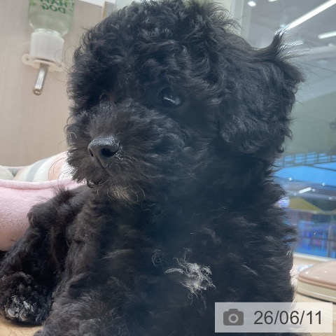 愛知県のトイプードル(トイ) (ペットプラス イオンモール豊川店/2026年4月5日生まれ/男の子/ブラック)の子犬の3枚目の画像