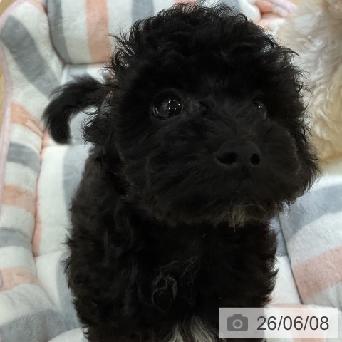 愛知県のトイプードル(トイ) (ペットプラス イオンモール豊川店/2026年4月5日生まれ/男の子/ブラック)の子犬の4枚目の画像