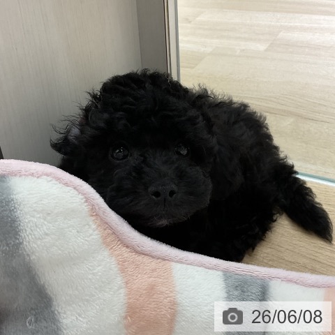 愛知県のトイプードル(トイ) (ペットプラス イオンモール豊川店/2026年4月5日生まれ/男の子/ブラック)の子犬の3枚目の画像