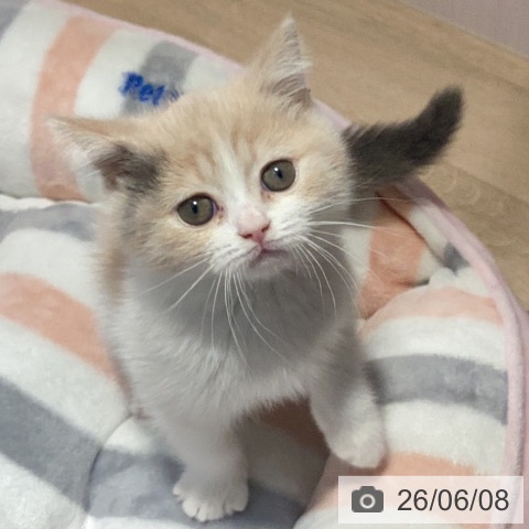 ペットプラス 四日市泊店 | ブリティッシュショートヘアの詳細情報