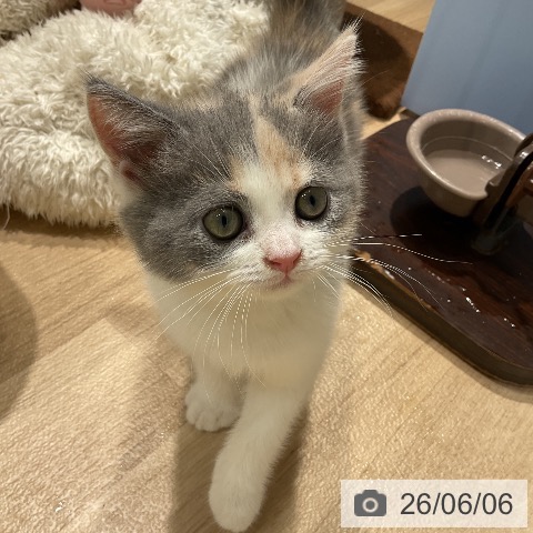 愛知県のブリティッシュショートヘアー (ペットプラス ナゴヤドーム前店/2026年4月6日生まれ/女の子/ブルートーティーホワイト)の子猫の4枚目の画像