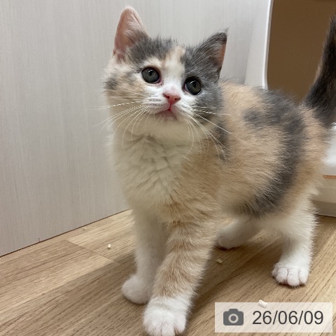 愛知県のブリティッシュショートヘアー (ペットプラス 岡崎店/2026年4月6日生まれ/女の子/ブルートーティーホワイト)の子猫の4枚目の画像