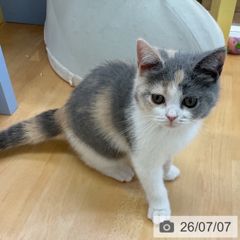 愛知県のブリティッシュショートヘアー (ペットプラス mozoワンダーシティ店/2026年4月6日生まれ/女の子/ブルートーティーホワイト)の子猫の3枚目の画像