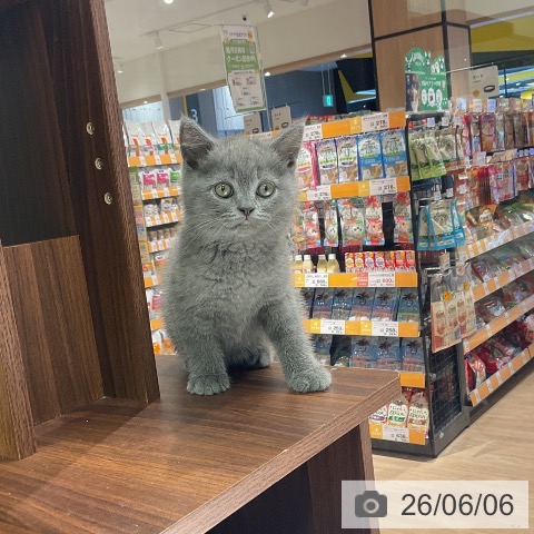 ブリティッシュショートヘアの写真