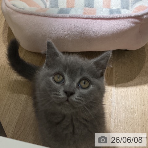 ブリティッシュショートヘアの写真