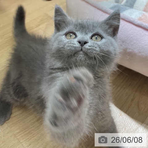 愛知県のブリティッシュショートヘアー (ペットプラス イオンモール豊川店/2026年4月5日生まれ/男の子/ブルー)の子猫の4枚目の画像