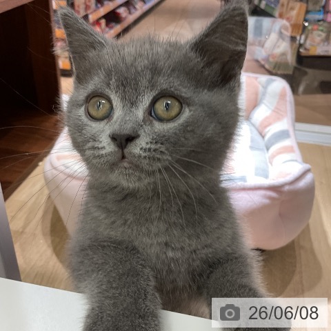 愛知県のブリティッシュショートヘアー (ペットプラス イオンモール豊川店/2026年4月5日生まれ/男の子/ブルー)の子猫の3枚目の画像