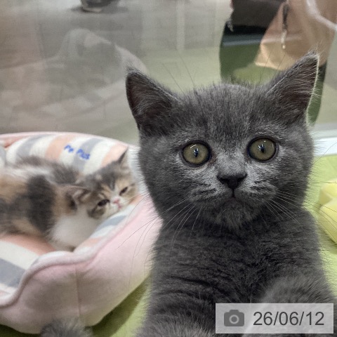 石川県のブリティッシュショートヘアー (ペットプラス 白山店/2026年4月5日生まれ/男の子/ブルー)の子猫の3枚目の画像