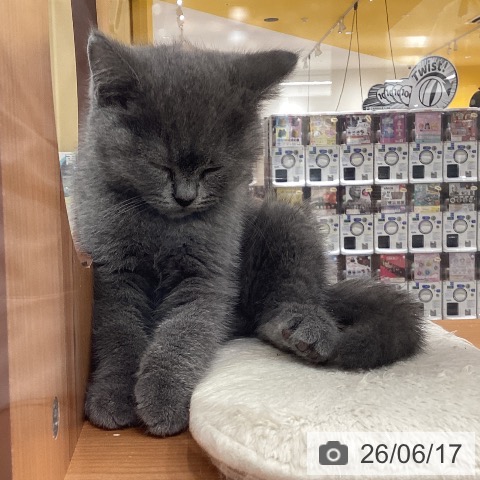 石川県のブリティッシュショートヘアー (ペットプラス 白山店/2026年4月5日生まれ/男の子/ブルー)の子猫の4枚目の画像