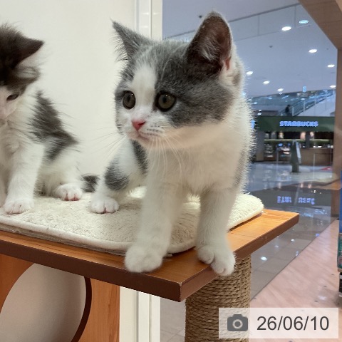 愛知県のブリティッシュショートヘアー (ペットプラス 名古屋茶屋店/2026年4月5日生まれ/男の子/ブルーホワイト)の子猫の4枚目の画像