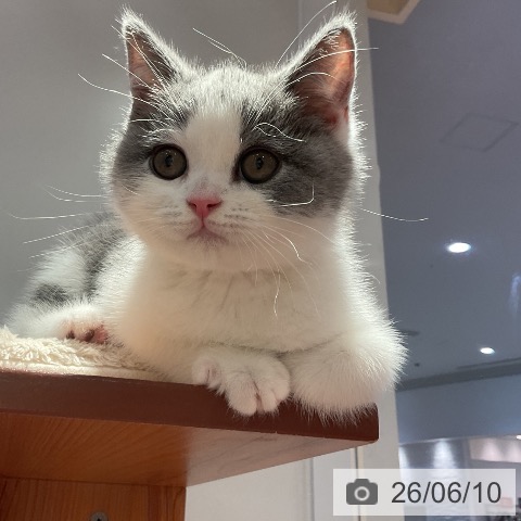 愛知県のブリティッシュショートヘアー (ペットプラス 名古屋茶屋店/2026年4月5日生まれ/男の子/ブルーホワイト)の子猫の3枚目の画像