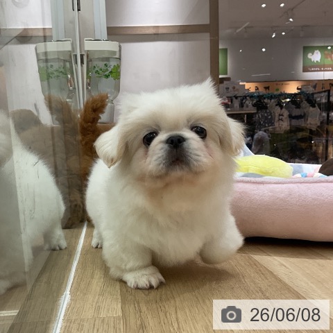 ペキニーズの写真