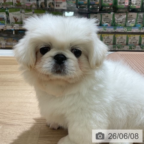 愛知県のペキニーズ (ペットプラス イオンモール豊川店/2026年4月4日生まれ/男の子/ホワイト)の子犬の3枚目の画像