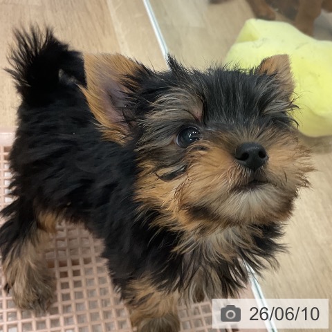 愛知県のヨークシャーテリア (ペットプラス 熱田店/2026年4月6日生まれ/男の子/スチールブルータン)の子犬の3枚目の画像