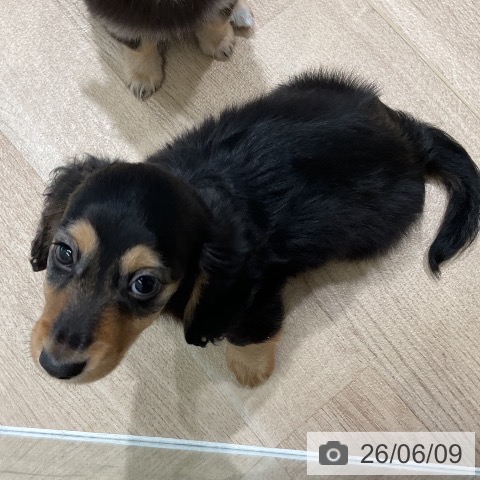 ミニチュア・ダックスフンドの写真